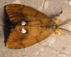 Foto: Rusty tussock moth