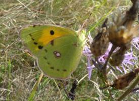 Foto: Danube clouded yellow