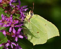 Foto: Common brimstone