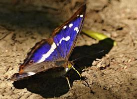 Foto: Purple emperor