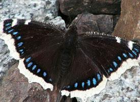 Foto: Mourning cloak