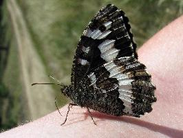 Foto: Great banded grayling