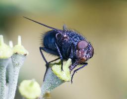 Foto: Blue bottle fly