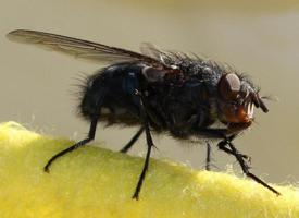 Foto: Housefly