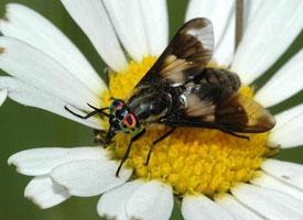 Foto: Splayed deer fly