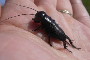 Foto: European field cricket