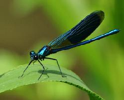 Foto: Banded demoiselle