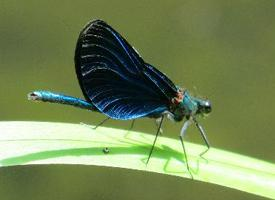 Foto: Beautiful demoiselle