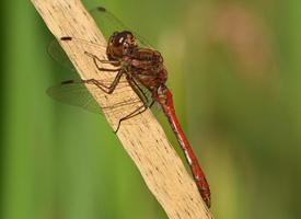 Foto: Scarlet dragonfly