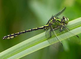 Foto: Green snaketail