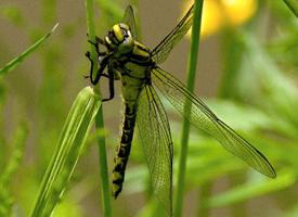 Foto: Common clubtail