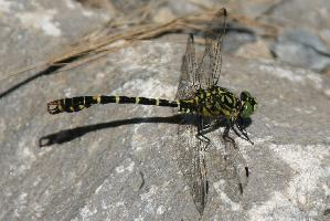 Foto: Small pincertail