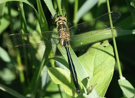 Foto: Brilliant emerald