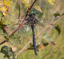 Foto: Northern emerald