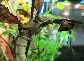 Foto: Spiny leaf insect