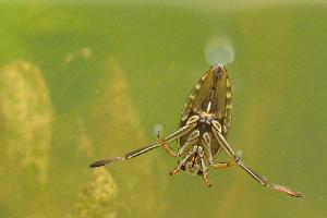 Foto: Common backswimmer