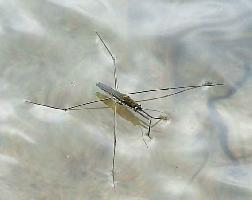 Foto: Common pond skater