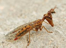 Foto: Styrian praying lacewing