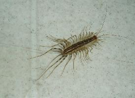 Foto: House centipede