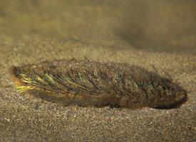 Foto: Sea mouse