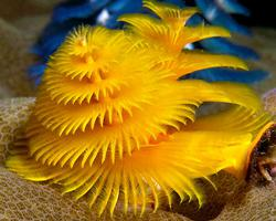 Foto: Christmas tree worm