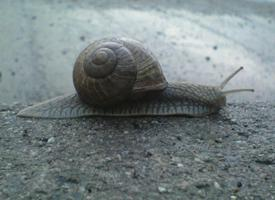 Foto: Roman snail