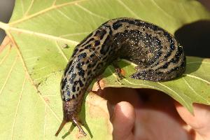 Foto: Great grey slug