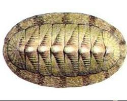 Foto: Green chiton