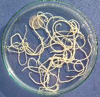 Foto: Dog roundworm