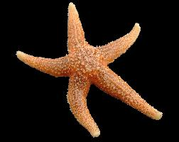 Foto: Common starfish