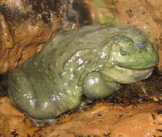 Foto: African bullfrog