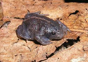 Foto: Mexican burrowing toad