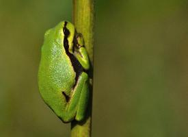 Foto: European tree frog