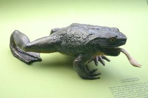 Foto: Goliath frog