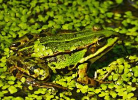 Foto: Edible frog