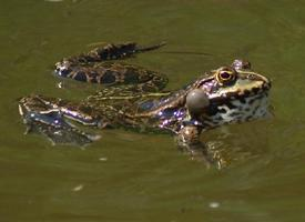 Foto: Marsh frog