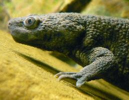 Foto: Iberian ribbed newt