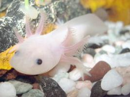 Foto: Axolotl