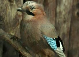 Foto: Eurasian jay