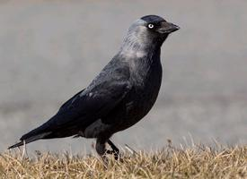 Foto: Western jackdaw