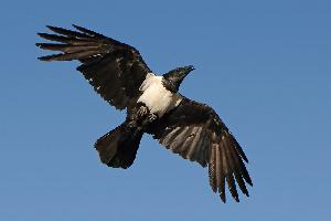 Foto: Pied crow