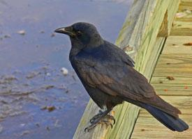 Foto: Fish crow