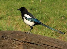 Foto: Eurasian magpie