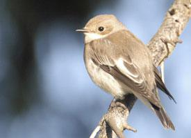 Foto: European pied flycatcher