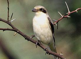 Foto: Lesser grey shrike