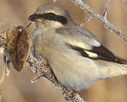 Foto: Great grey shrike