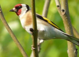 Foto: European goldfinch