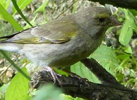 Foto: European greenfinch