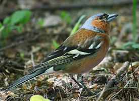 Foto: Eurasian chaffinch