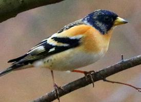 Foto: Brambling